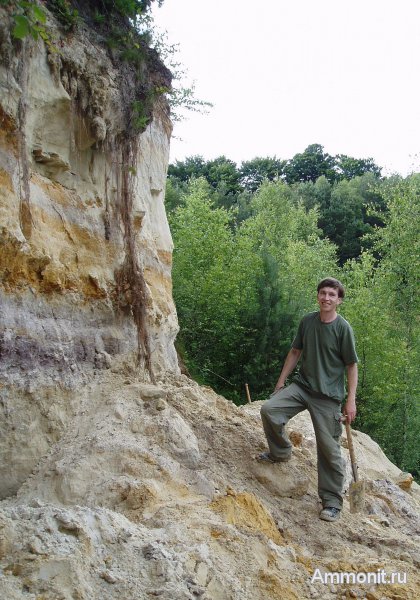 Германия, окаменевшее дерево, верхнемеловая флора, Ахен, Aachen, Upper Cretaceous