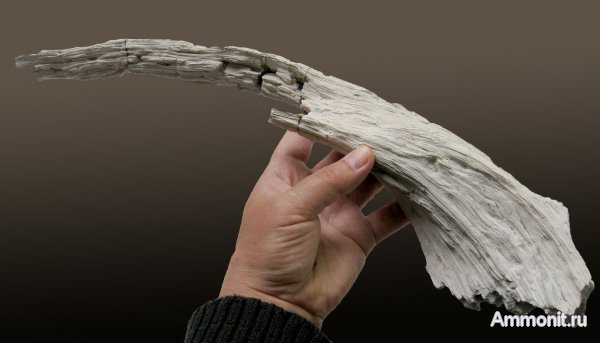 Германия, окаменевшее дерево, верхнемеловая флора, Ахен, Aachen, Upper Cretaceous