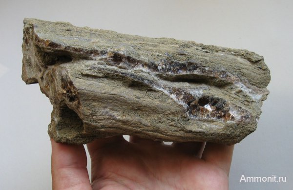 окаменевшее дерево