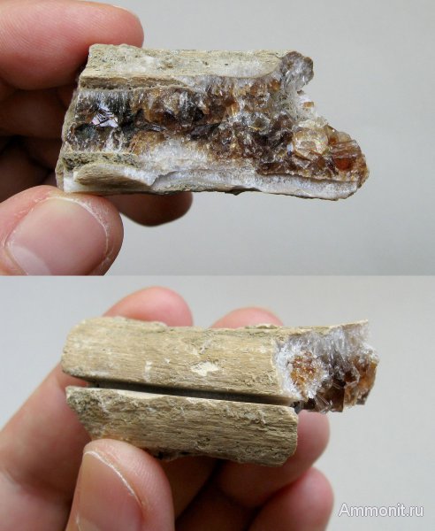 окаменевшее дерево