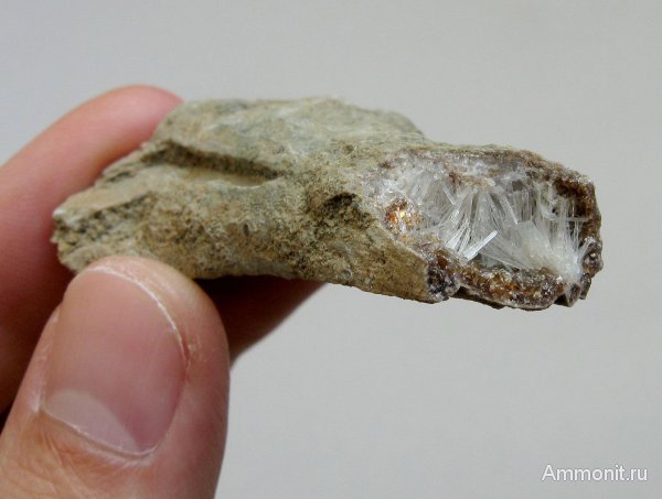 окаменевшее дерево