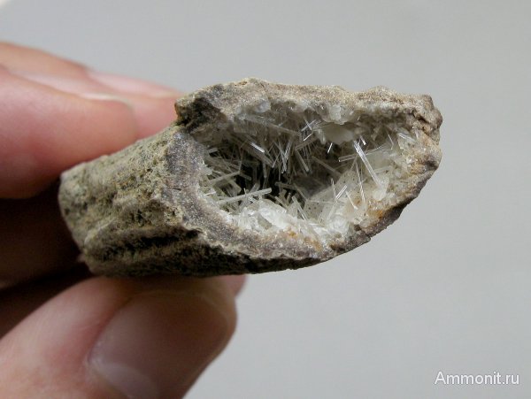 окаменевшее дерево