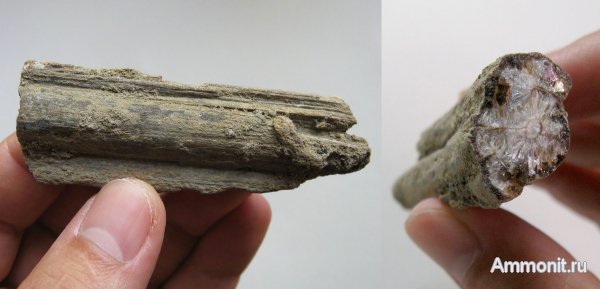 окаменевшее дерево