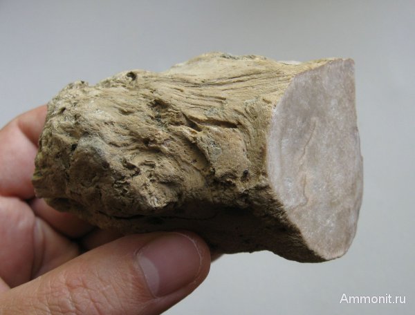 окаменевшее дерево