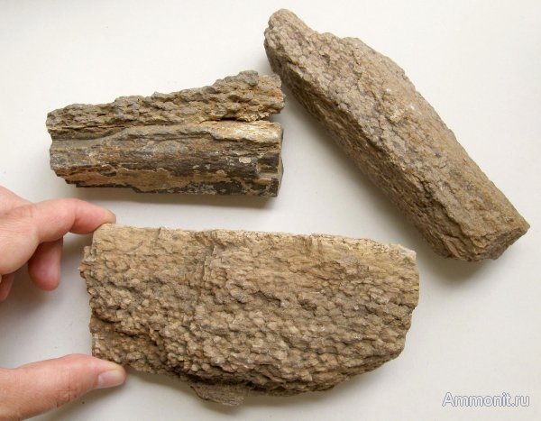 окаменевшее дерево