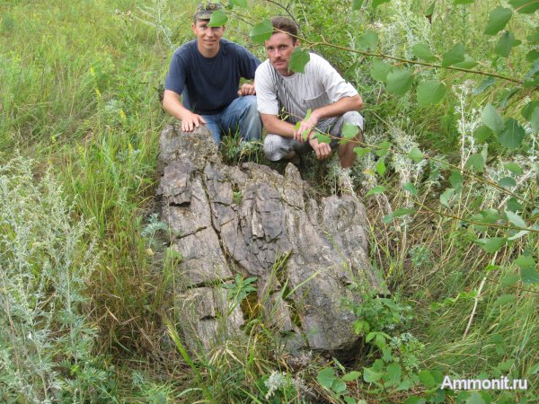 окаменевшее дерево