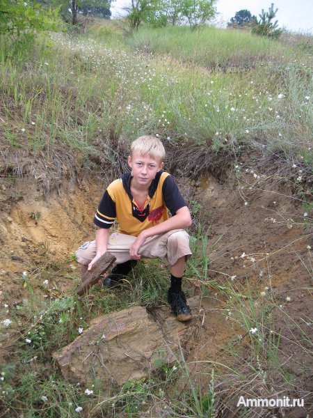 окаменевшее дерево