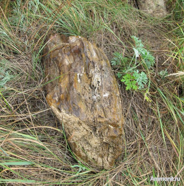 окаменевшее дерево