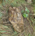 Палеозойское дерево, фрагмент ствола