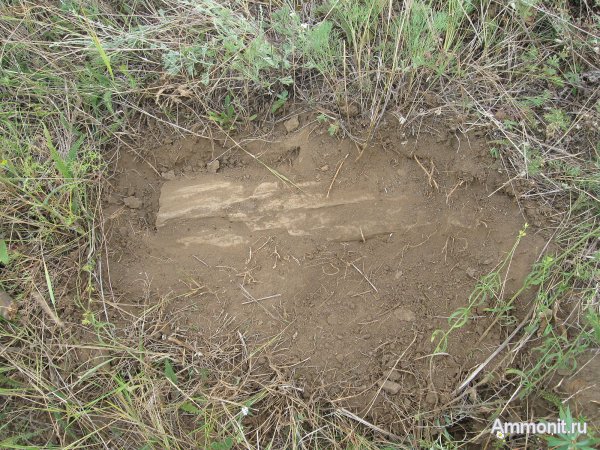 окаменевшее дерево