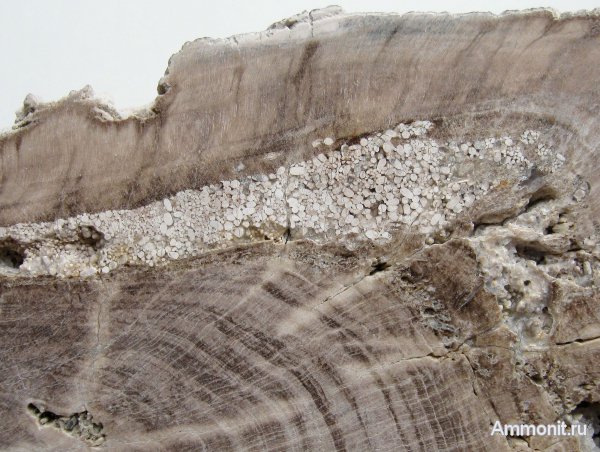 Германия, окаменевшее дерево, верхнемеловая флора, Ахен, Aachen, Upper Cretaceous