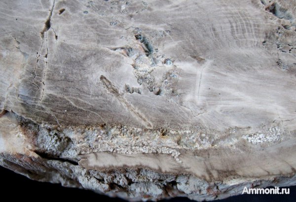 Германия, окаменевшее дерево, верхнемеловая флора, Ахен, Aachen, Upper Cretaceous