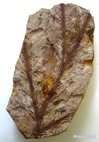 Германия, верхнемеловая флора, Ахен, Aachen, Upper Cretaceous