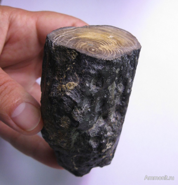 мел, окаменевшее дерево, Украина, Cretaceous