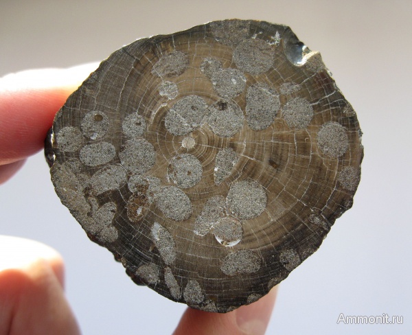 Украинское дерево. Мел