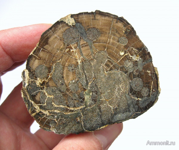 мел, окаменевшее дерево, Украина, Cretaceous