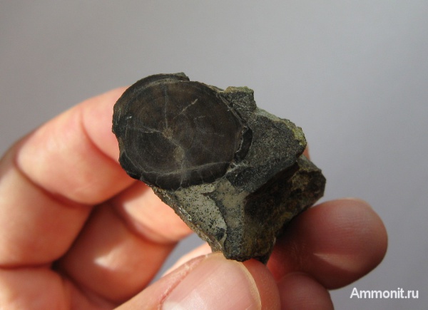 мел, окаменевшее дерево, Украина, Cretaceous