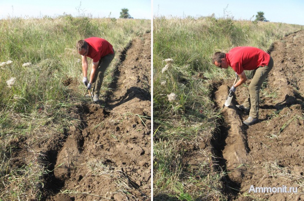 окаменевшее дерево, Украина, пермокарбон