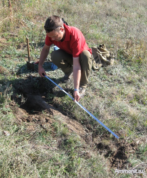 окаменевшее дерево, Украина, пермокарбон