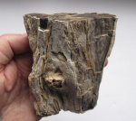 Фрагмент (ветки?) палеозойского дерева