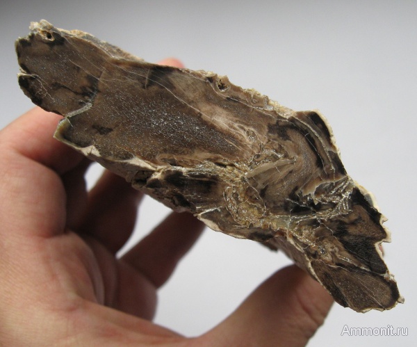 окаменевшее дерево, Украина, пермокарбон