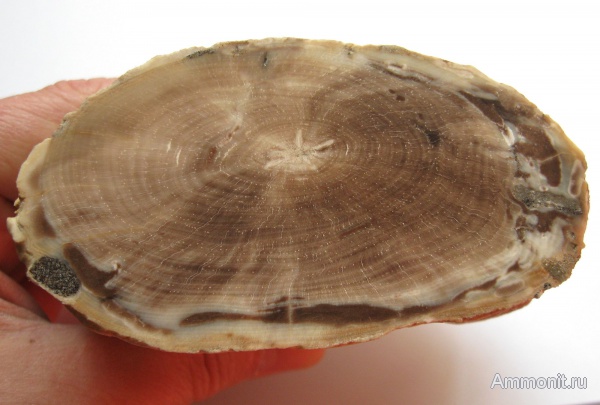 Украинское дерево. Палеоген.