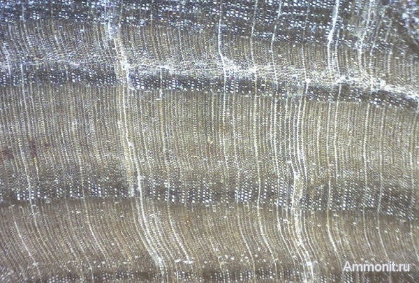 мел, окаменевшее дерево, Украина, Cretaceous