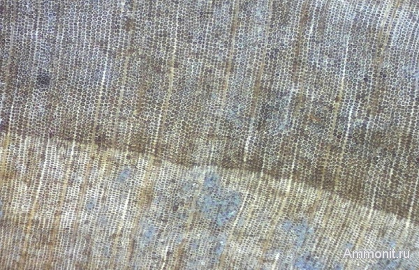 мел, окаменевшее дерево, Украина, Cretaceous