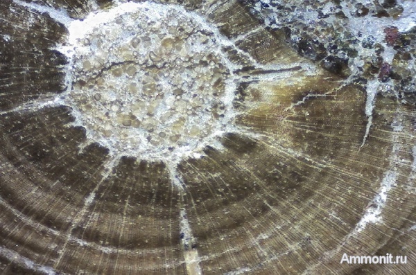 мел, окаменевшее дерево, Украина, Cretaceous