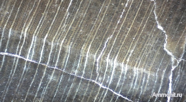 окаменевшее дерево, Украина, пермокарбон