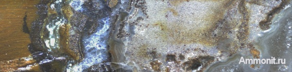 окаменевшее дерево, Украина, пермокарбон