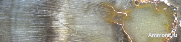 окаменевшее дерево, Украина, пермокарбон