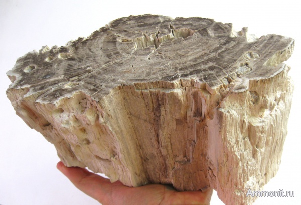 Германия, верхнемеловая флора, Ахен, Aachen, окаменелая флора, Upper Cretaceous