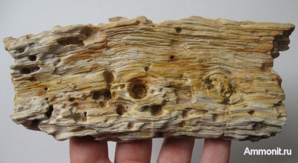 Германия, окаменевшее дерево, верхнемеловая флора, Ахен, Aachen, Upper Cretaceous