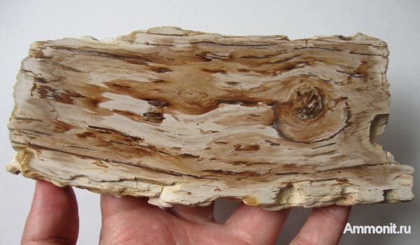 Германия, окаменевшее дерево, верхнемеловая флора, Ахен, Aachen, Upper Cretaceous