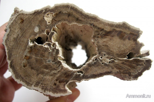 Германия, окаменевшее дерево, Ахен, Aachen