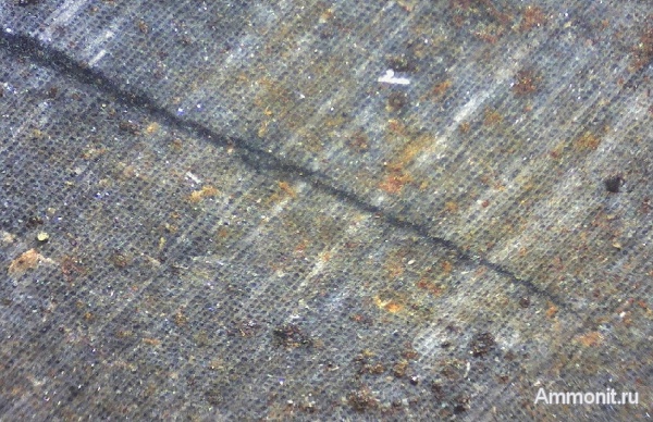 девон, окаменевшее дерево, Devonian, Украина