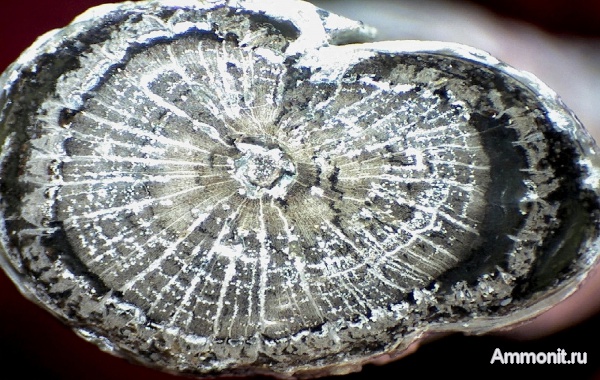 Германия, окаменевшее дерево, Ахен, Aachen