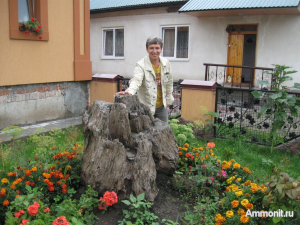 окаменевшее дерево, Украина