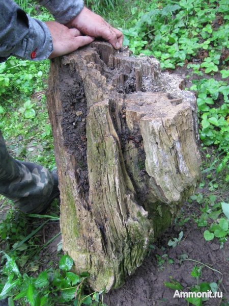 окаменевшее дерево, Украина