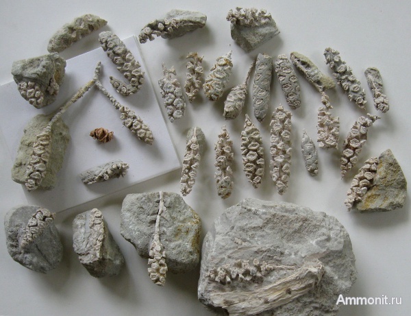 Германия, верхнемеловая флора, Ахен, Aachen, окаменелые шишки, шишки, Geinitzia, Upper Cretaceous