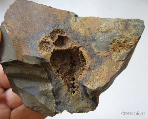 окаменевшее дерево