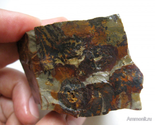 окаменевшее дерево