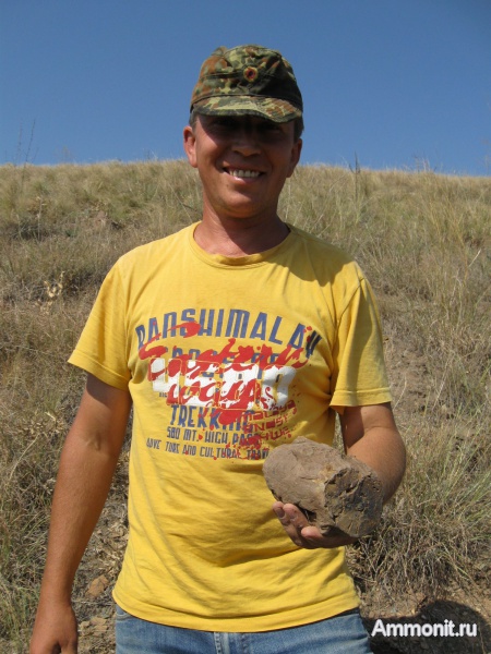 окаменевшее дерево