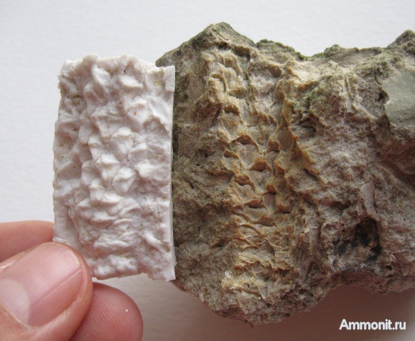 шишки, ископаемая флора