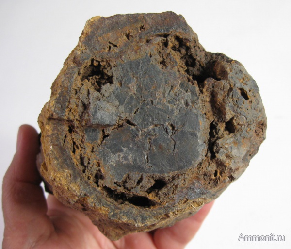 окаменевшее дерево