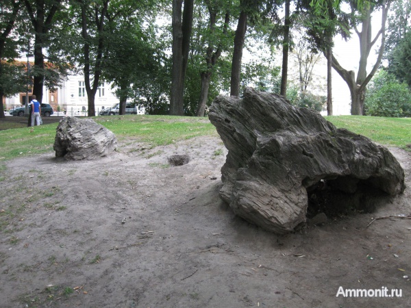 окаменевшее дерево, Украина