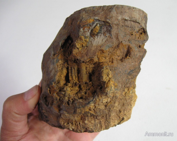 окаменевшее дерево, Украина