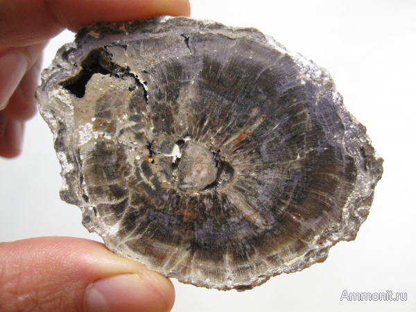 окаменевшее дерево