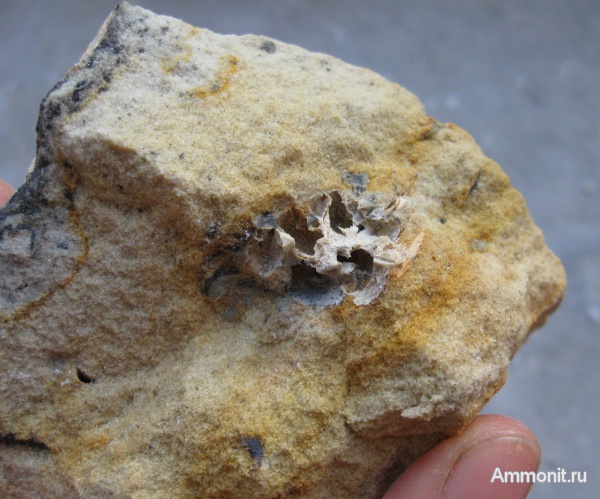 окаменелые шишки